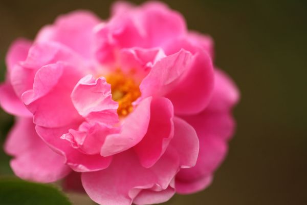 Damaste Rose und Hibiskusnektar - Damask Rose and Hibiscus Nectar - Kerzenduftöl - Duftöl