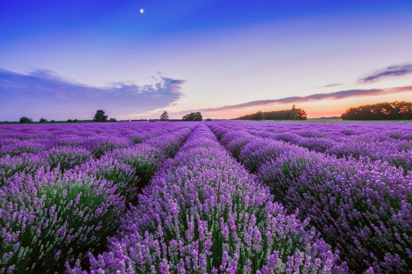 Lavendelfelder - Lavender Fields - Kerzenduftöl